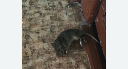 Дезинфекция от мышей в Торжке